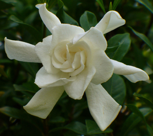 August Beauty Gardenia, Cape Jessamine, Cape Jasmine, Gardenia jasminoides 'August Beauty'
